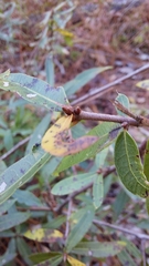 Quercus hemisphaerica