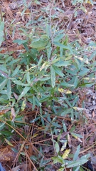 Quercus hemisphaerica