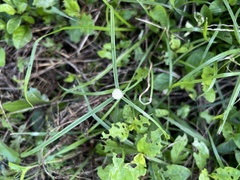 Cyperus mindorensis