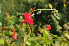 Ipomoea hederifolia