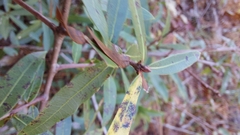 Quercus hemisphaerica