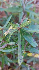 Quercus hemisphaerica