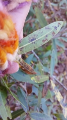 Quercus hemisphaerica