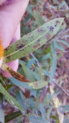 Quercus hemisphaerica