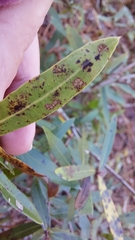 Quercus hemisphaerica