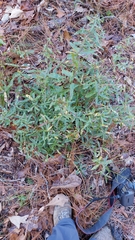 Quercus hemisphaerica