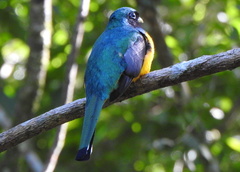 Trogon rufus