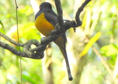 Trogon rufus