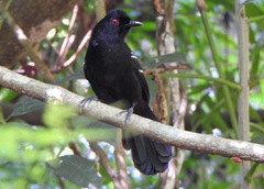 Pyriglena leucoptera