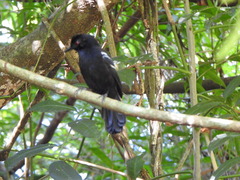 Pyriglena leucoptera