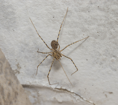 Scytodes globula
