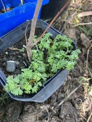 Anthriscus cerefolium