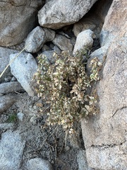 Penstemon clevelandii