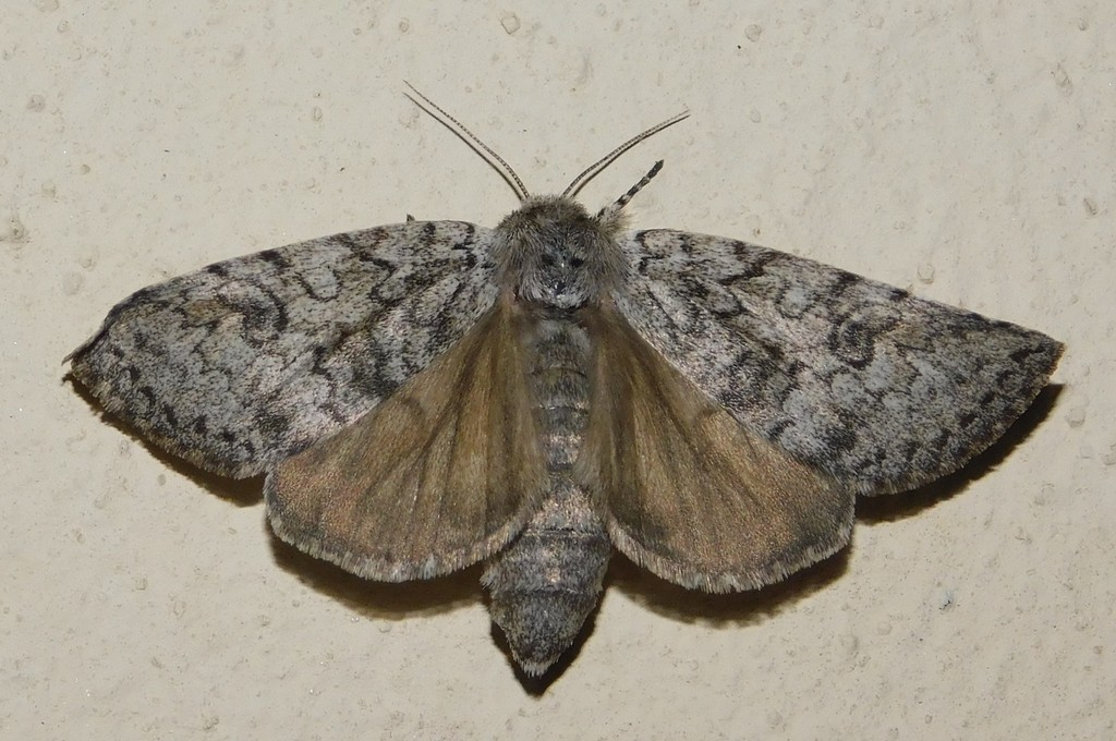 Dicranuropsis