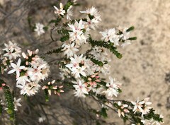 Calytrix alpestris