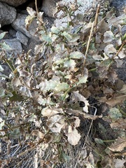 Penstemon clevelandii