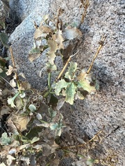 Penstemon clevelandii