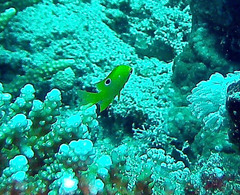 Pomacentrus sulfureus