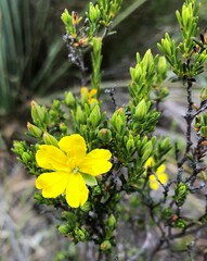 Hibbertia devitata