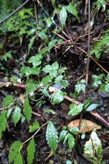 Geothelphusa dehaani