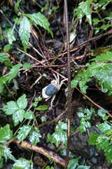 Geothelphusa dehaani