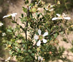 Leptospermum coriaceum