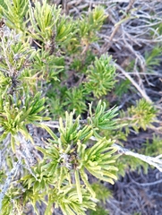 Pleocarphus revolutus