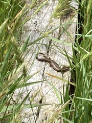 Pseudemoia rawlinsoni