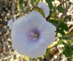 Jacquemontia pringlei