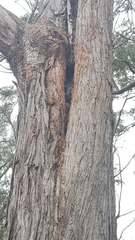Trichosurus vulpecula