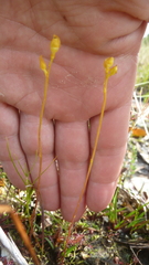 Bartonia paniculata