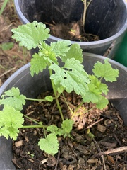 Lamium hybridum