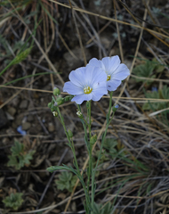 Linum perenne