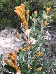 Banksia ornata