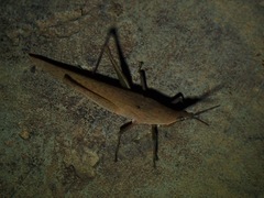 Atractomorpha similis