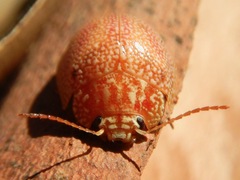 Paropsis atomaria