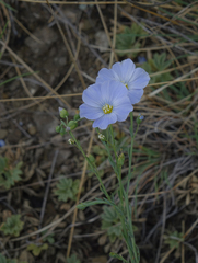 Linum perenne