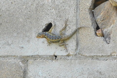 Sceloporus spinosus
