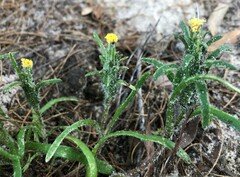 Podotheca angustifolia