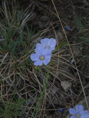 Linum perenne