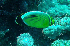 Chaetodon austriacus