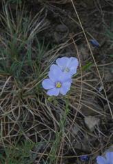 Linum perenne