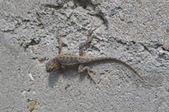 Sceloporus horridus