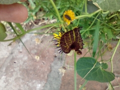 Aristolochia fimbriata