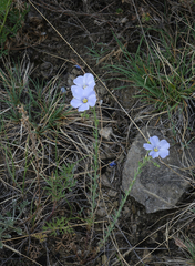Linum perenne