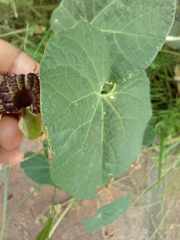 Aristolochia fimbriata
