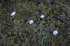 Linum perenne