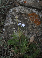 Linum perenne