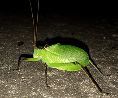 Paracyrtophyllus robustus