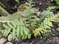 Polypodium californicum